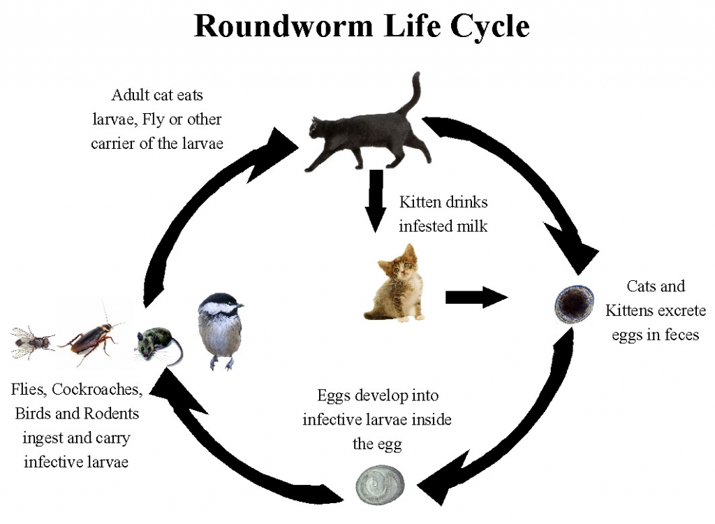 georgetown-animal-clinic-pc-roundworms-in-cats